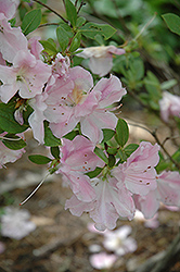 Encore Autumn Sweetheart Azalea (Rhododendron 'Robleja') at Lakeshore Garden Centres