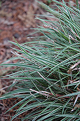 Snowline Miniature Variegated Sedge (Carex conica 'Snowline') at Lakeshore Garden Centres