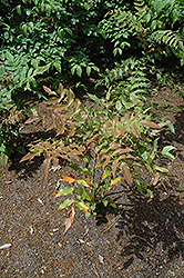 Cantab Mahonia (Mahonia x lindsayae 'Cantab') at Lakeshore Garden Centres