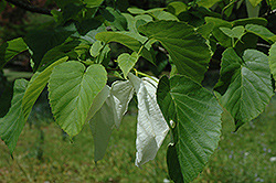 Dove Tree (Davidia involucrata) at Lakeshore Garden Centres