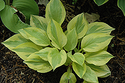 Heavenly Tiara Hosta (Hosta 'Heavenly Tiara') at Lakeshore Garden Centres