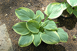 Robert Frost Hosta (Hosta 'Robert Frost') at Lakeshore Garden Centres