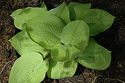 Jewel Of The Nile Hosta (Hosta 'Jewel Of The Nile') at Lakeshore Garden Centres
