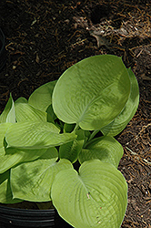 Zounds Hosta (Hosta 'Zounds') at Lakeshore Garden Centres