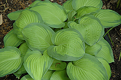 Lunar Orbit Hosta (Hosta 'Lunar Orbit') at Lakeshore Garden Centres