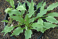 Outhouse Delight Hosta (Hosta 'Outhouse Delight') at Lakeshore Garden Centres