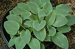 Toy Soldier Hosta (Hosta 'Toy Soldier') at Lakeshore Garden Centres
