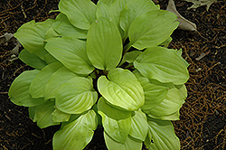Strawberry Banana Smoothie Hosta (Hosta 'Strawberry Banana Smoothie') at Lakeshore Garden Centres