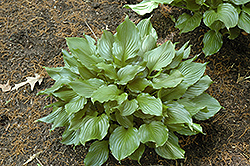 Lakeside Coal Miner Hosta (Hosta 'Lakeside Coal Miner') at Lakeshore Garden Centres