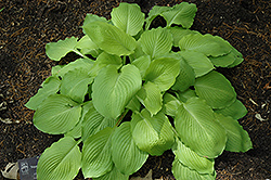 Squash Casserole Hosta (Hosta 'Squash Casserole') at Lakeshore Garden Centres