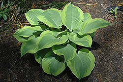 Climax Hosta (Hosta 'Climax') at Lakeshore Garden Centres