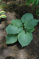 Thunder Boomer Hosta (Hosta 'Thunder Boomer') at Lakeshore Garden Centres