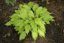 Tiny Bubbles Hosta (Hosta 'Tiny Bubbles') at Lakeshore Garden Centres