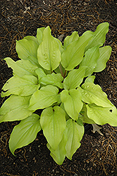 Mango Salsa Hosta (Hosta 'Mango Salsa') at Lakeshore Garden Centres