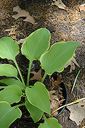 Lakeside Cha Cha Hosta (Hosta 'Lakeside Cha Cha') at Lakeshore Garden Centres