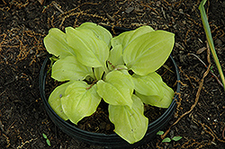Smiley Face Hosta (Hosta 'Smiley Face') at Lakeshore Garden Centres