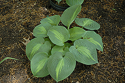 Lakeside Shoremaster Hosta (Hosta 'Lakeside Shoremaster') at Lakeshore Garden Centres