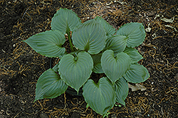 Lakeside Black Satin Hosta (Hosta 'Lakeside Black Satin') at Lakeshore Garden Centres