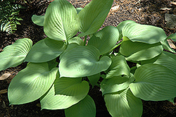 Diva Hosta (Hosta 'Diva') at Lakeshore Garden Centres