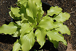 Nancy Hosta (Hosta 'Nancy') at Lakeshore Garden Centres