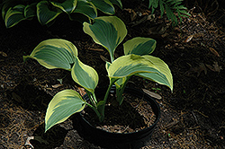 Ivory Coast Hosta (Hosta 'Ivory Coast') at Lakeshore Garden Centres