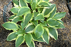 Scooter Hosta (Hosta 'Scooter') at Lakeshore Garden Centres