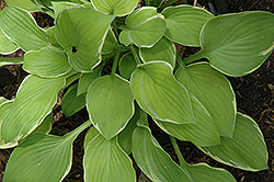 Moonlight Hosta (Hosta 'Moonlight') at Lakeshore Garden Centres