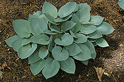 Blue Jay Hosta (Hosta 'Blue Jay') at Lakeshore Garden Centres