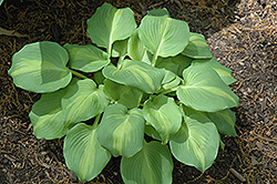 Olive Branch Hosta (Hosta 'Olive Branch') at Lakeshore Garden Centres