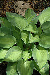 Tick Tock Hosta (Hosta 'Tick Tock') at Lakeshore Garden Centres
