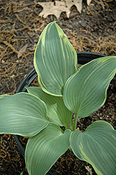 A Many Splendored Thing Hosta (Hosta 'A Many Splendored Thing') at Lakeshore Garden Centres