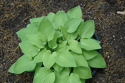 Birchwood Parky's Gold Hosta (Hosta 'Birchwood Parky's Gold') at Lakeshore Garden Centres