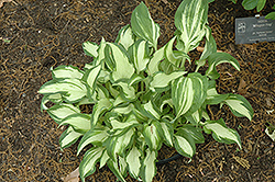 Allegan Fog Hosta (Hosta 'Allegan Fog') at Lakeshore Garden Centres