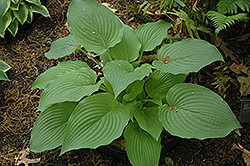 Fall Emerald Hosta (Hosta 'Fall Emerald') at Lakeshore Garden Centres