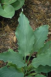 Neptune Hosta (Hosta 'Neptune') at A Very Successful Garden Center