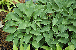 Tot Tot Hosta (Hosta 'Tot Tot') at Lakeshore Garden Centres