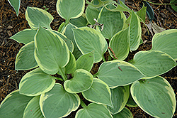 Cherub Hosta (Hosta 'Cherub') at Lakeshore Garden Centres