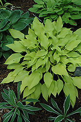 Lakeside Waterfall Hosta (Hosta 'Lakeside Waterfall') at Lakeshore Garden Centres