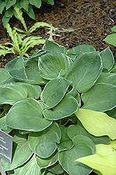 Dixie Pixie Hosta (Hosta 'Dixie Pixie') at Lakeshore Garden Centres