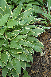 Little Wonder Hosta (Hosta 'Little Wonder') at Lakeshore Garden Centres