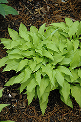 Feather Boa Hosta (Hosta 'Feather Boa') at Lakeshore Garden Centres