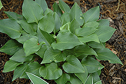 Cody Hosta (Hosta 'Cody') at Lakeshore Garden Centres