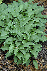 Venusta Hosta (Hosta venusta) at Lakeshore Garden Centres