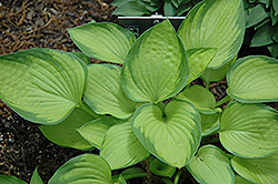 Just So Hosta (Hosta 'Just So') at Lakeshore Garden Centres