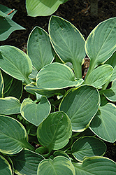 Tea And Crumpets Hosta (Hosta 'Tea And Crumpets') at Lakeshore Garden Centres