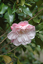 Star Above Star Camellia (Camellia sasanqua 'Star Above Star') at Lakeshore Garden Centres