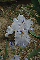 Hollis Blue Eyes Iris (Iris 'Hollis Blue Eyes') at Lakeshore Garden Centres