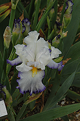 Christiana Baker Iris (Iris 'Christiana Baker') at Lakeshore Garden Centres