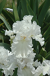 Arctic Express Iris (Iris 'Arctic Express') at Lakeshore Garden Centres