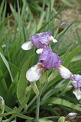 Larry's Girl Iris (Iris 'Larry's Girl') at Lakeshore Garden Centres
